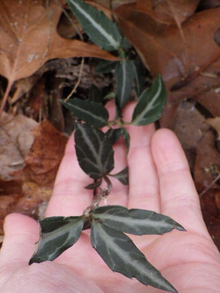 striped-wintergreen-from-erie-county-pa-usa-on-december-9-2023-at-02