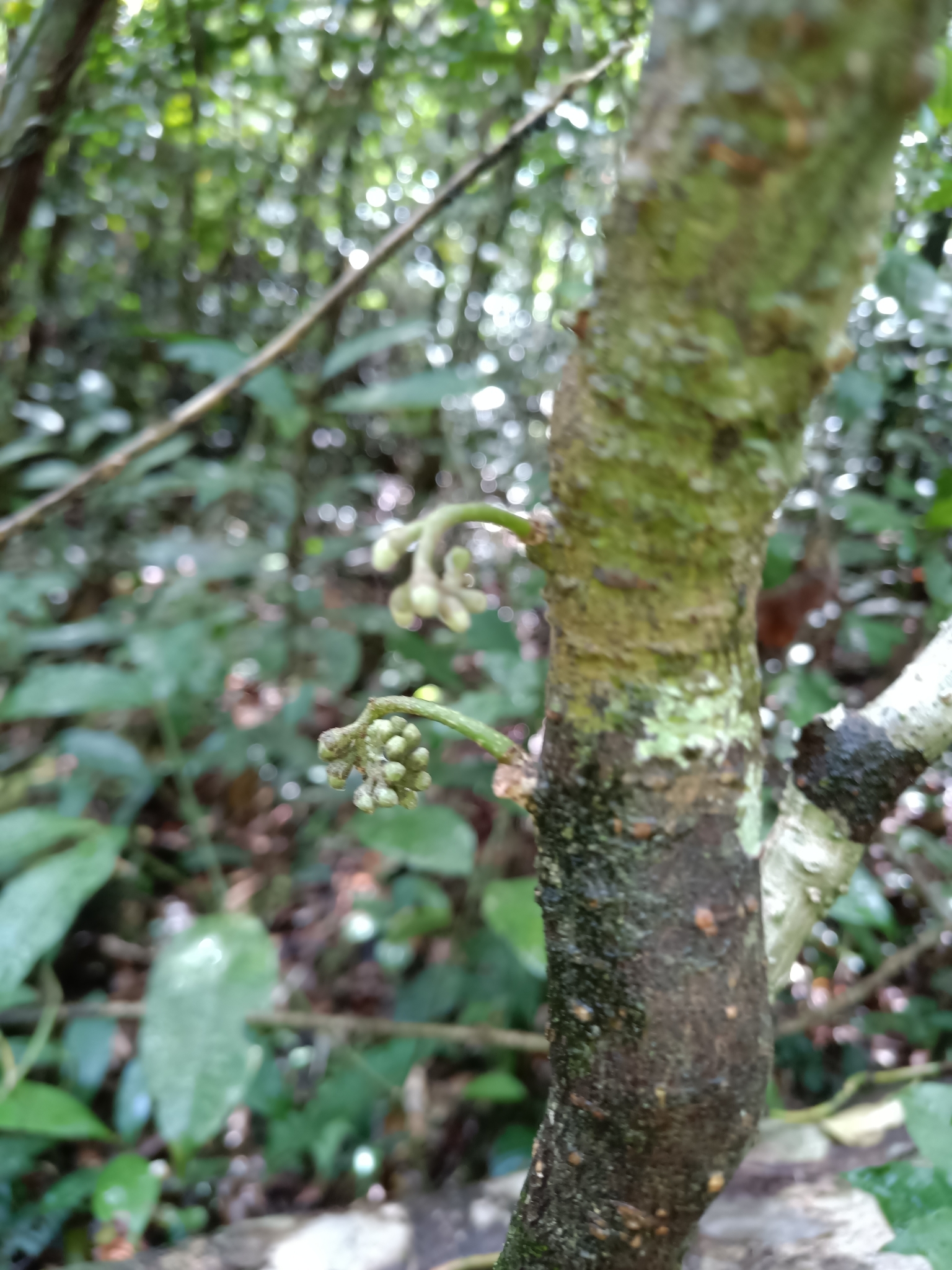 Raputia aromatica