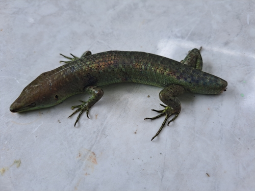 Emoia longicauda observed 2023-12-10