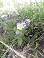 Myosotis alpestris