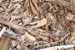 Superstitionia donensis