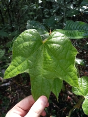 Jateorrhiza palmata (Jateorhiza)