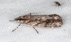 Scoparia philonephes