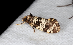 Ardiosteres moretonella