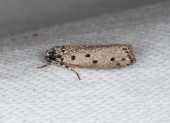 Ethmia heptasema