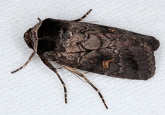 Proteuxoa restituta