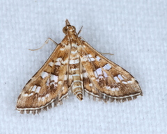 Sameodes iolealis