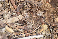 Superstitionia donensis