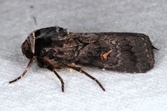 Proteuxoa restituta