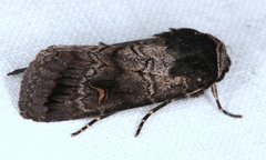 Proteuxoa restituta