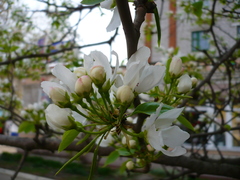 Pyrus ussuriensis