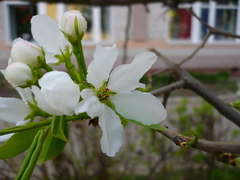 Pyrus ussuriensis