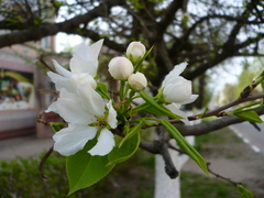 Pyrus ussuriensis