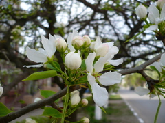 Pyrus ussuriensis