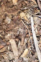 Superstitionia donensis