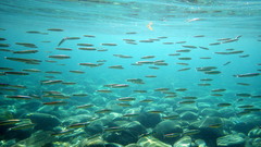 Spratelloides robustus