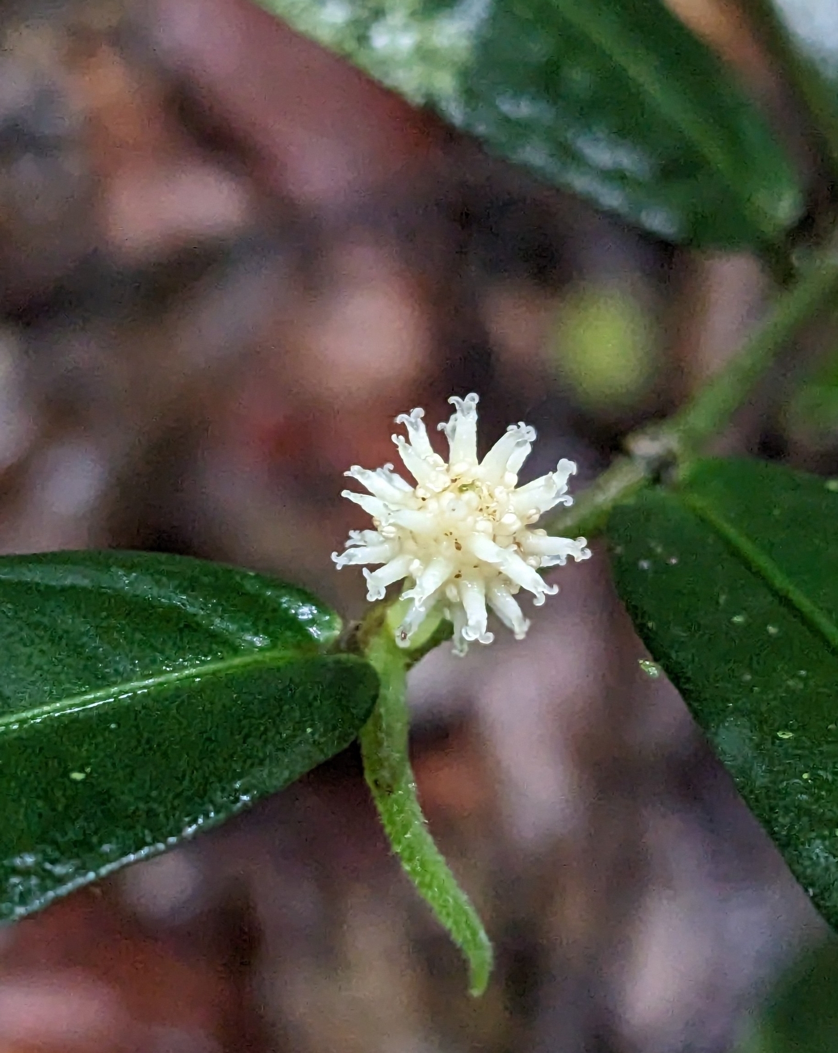 Piper angustifolium