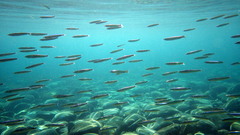 Spratelloides robustus