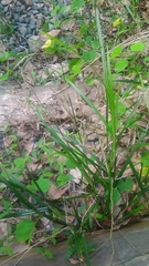 Scleria terrestris