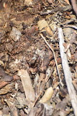 Superstitionia donensis