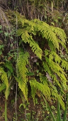 Adiantum concinnum image