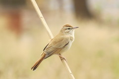 Cercotrichas galactotes