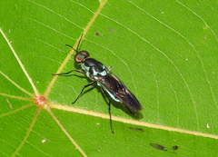 Eudmeta marginata