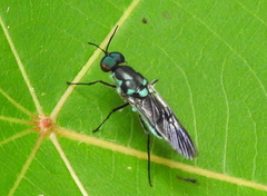 Eudmeta marginata