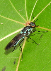Eudmeta marginata