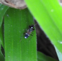 Caridops globicollis