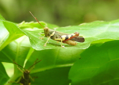 Apalacris varicornis