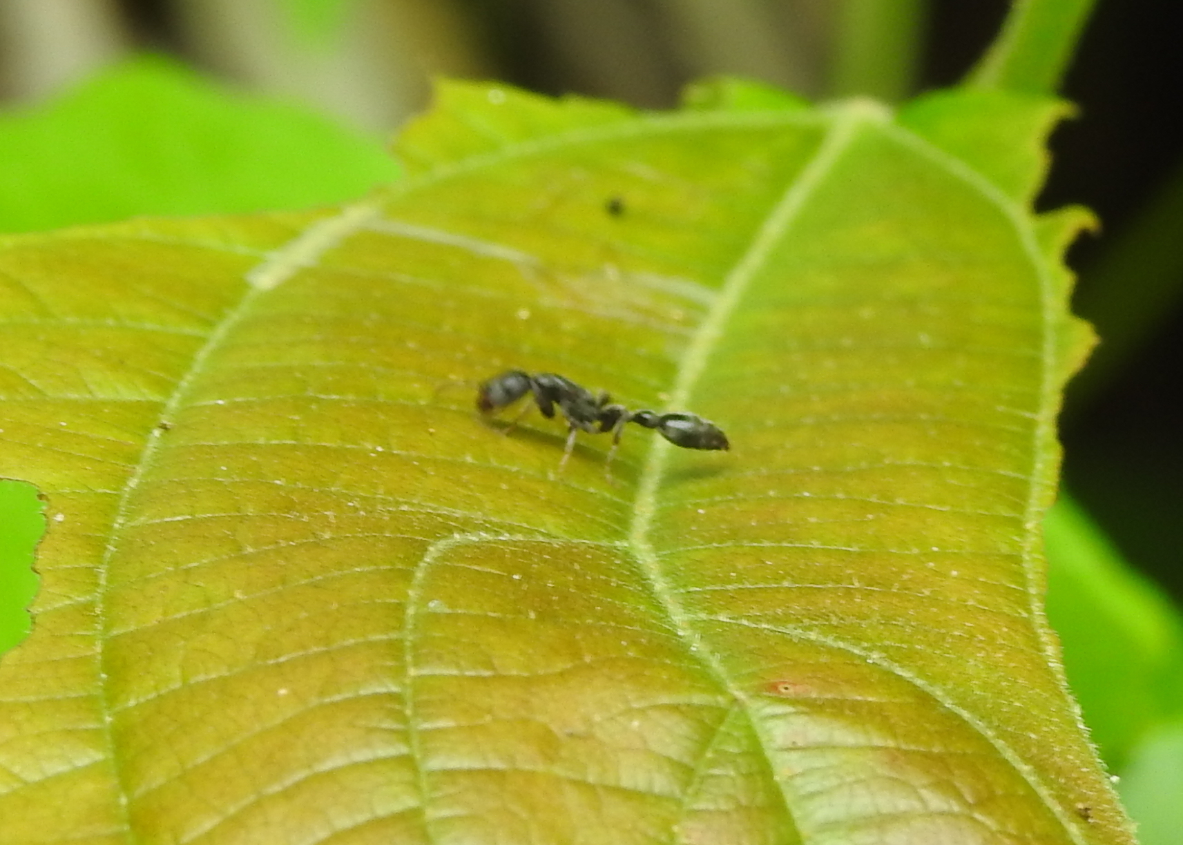 Tetraponera difficilis