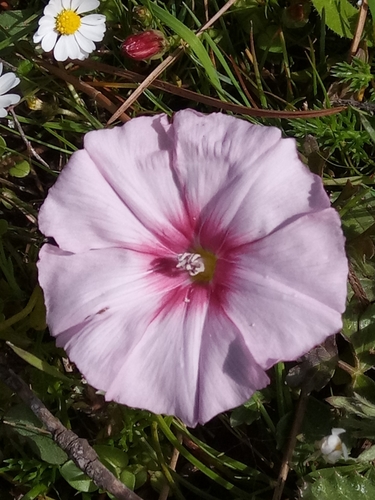 Image of Durando's Bindweed (Convolvulus durandoi) by (c) Karim Haddad, some rights reserved (CC BY)