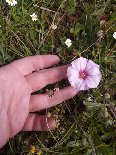 Image of Durando's Bindweed (Convolvulus durandoi) by (c) Karim Haddad, some rights reserved (CC BY)