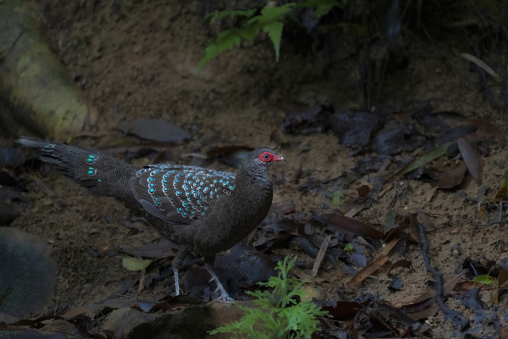 Hainan Peacock-Pheasant