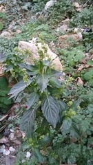 Mercurialis annua