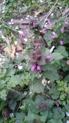 Lamium purpureum