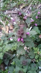 Lamium purpureum