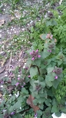 Lamium purpureum