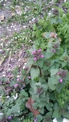 Lamium purpureum