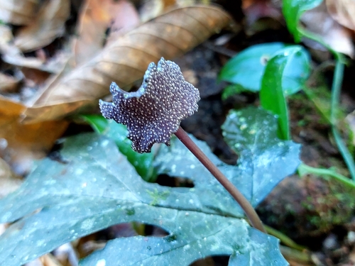 Image of Dorstenia contrajerva by (c) Francis Pérez, some rights reserved (CC BY)