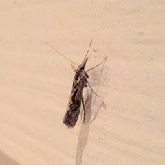 Lepidoptera