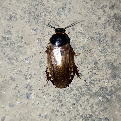 Surinam cockroach