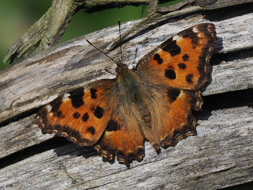 Large Tortoiseshell