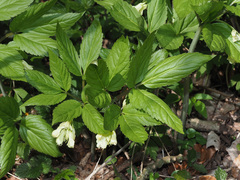Cardamine enneaphyllos