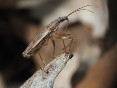 Nabis rugosus