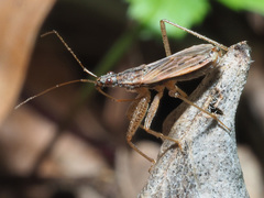 Nabis rugosus