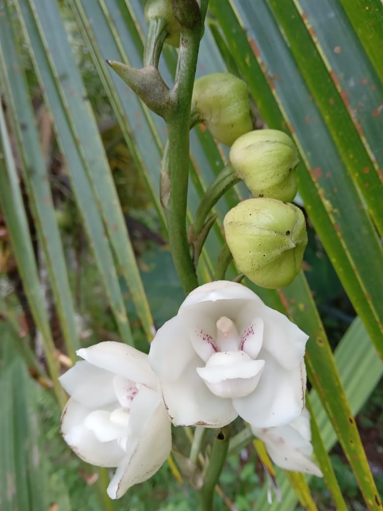 Imagem de Orquídea-pomba