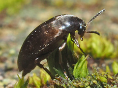 Anaspis rufilabris
