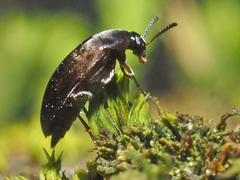 Anaspis rufilabris